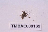 藏品(南京鳳尾苔)的圖片